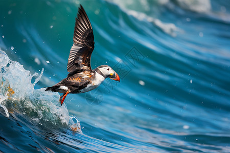 海面展翅的鸟高清图片
