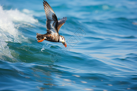 海洋捕食的鸟高清图片