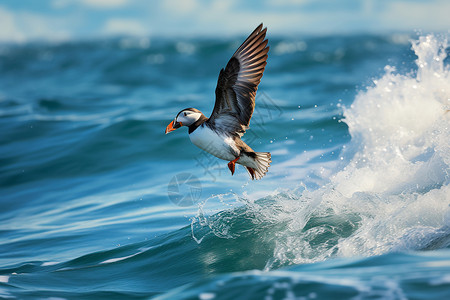 海面飞翔的鸟高清图片