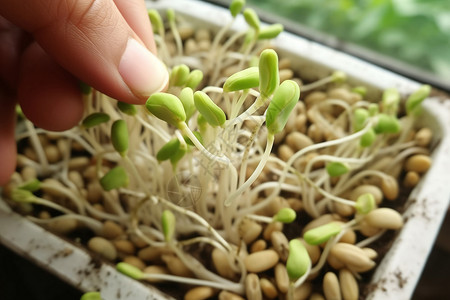 室内健康生长的豆芽高清图片