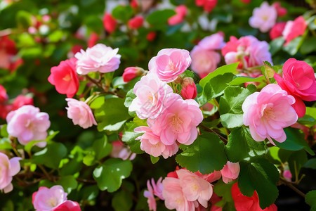 野山楂花盛开的粉色花朵背景
