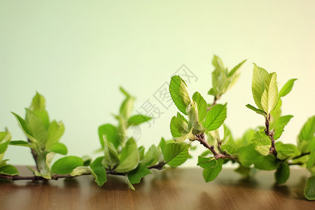 桌子上的绿叶背景图片