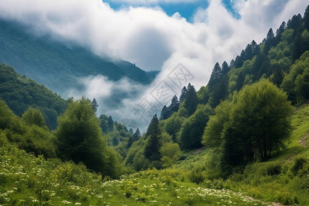 夏季旅行森林的美景背景图片