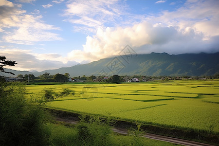 乡村农业的种植水稻田背景图片