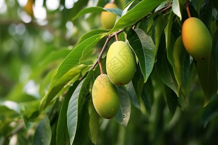 枝干上的芒果背景图片