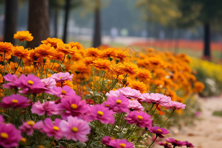 缤纷的花海背景图片