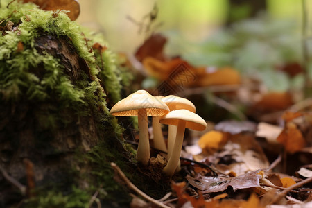 林中蘑菇雨后树林中生长的蘑菇背景
