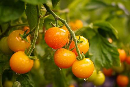 新鲜的一串西红柿高清图片