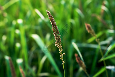 自然界的小草背景图片