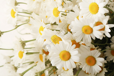 一束白色菊花的浪漫背景图片