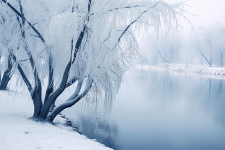 冬季河边河边的树木和雪地背景
