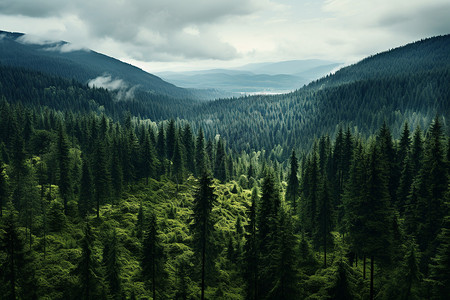 苍翠绿林苍翠的山林背景