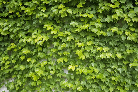 绿叶藤蔓背景图片