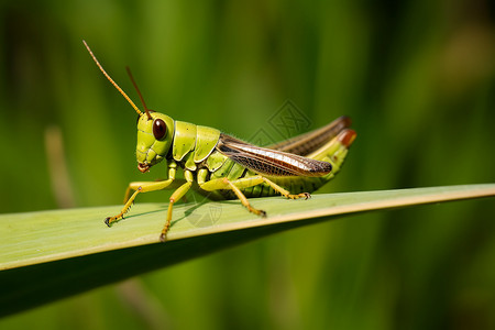 蚱蜢一只绿色的蝗虫背景