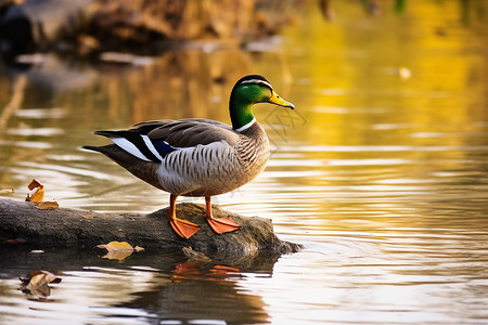 绿头鸭池塘中的一只鸭子背景