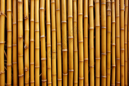 一排竹子风格竹墙高清图片
