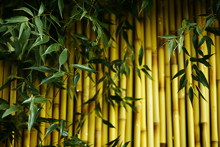 竹海中的绿竹背景图片
