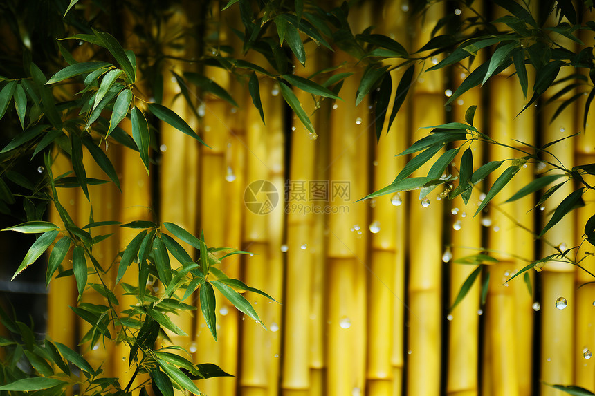 竹林之美图片