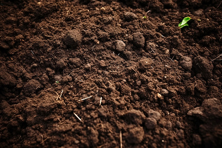 松动的泥土土地泥炭藓高清图片