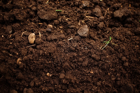 黑土地背景农业泥炭藓高清图片