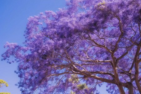 春季户外绽放的蓝花楹树背景图片