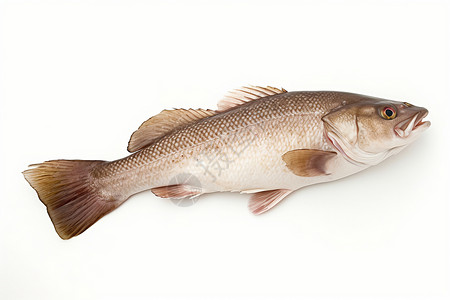 新鲜捕捞的鳕鱼背景图片