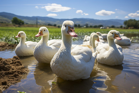 乡村农业养殖的鸭群背景图片