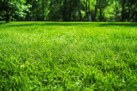 户外的绿色草地背景图片
