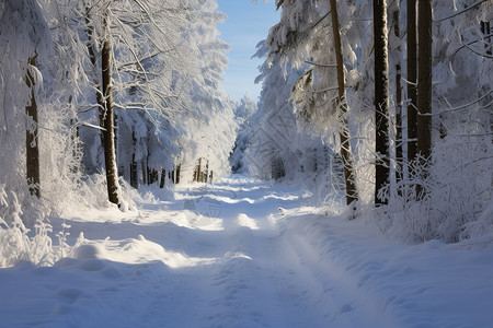 霜覆盖白雪覆盖的森林背景