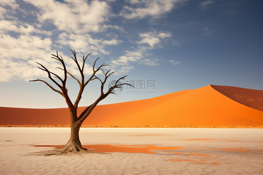 孤独的树在沙漠中图片