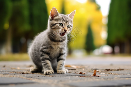 马路上张着嘴的小猫高清图片