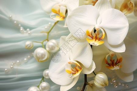 珍珠般的白色兰花背景图片