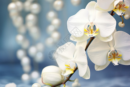 丝绸质地的白色兰花背景图片