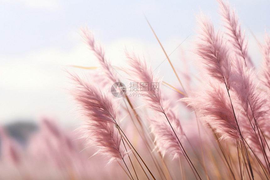 野外生长的粉色穗花图片