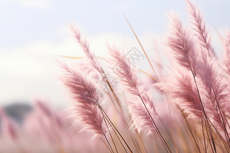 禾穗野外生长的粉色穗花背景