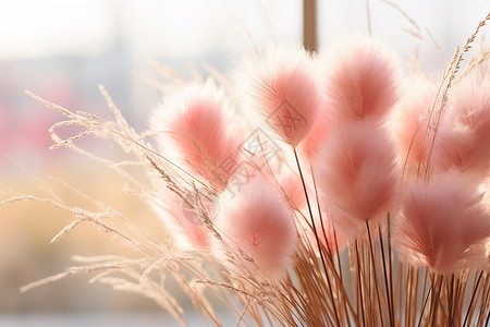 何穗阳光下柔软的粉红色穗花背景