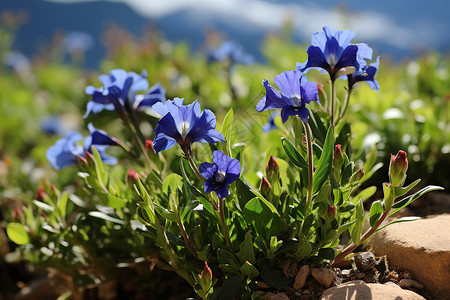 矢车菊花园一群盛开的蓝色花朵背景