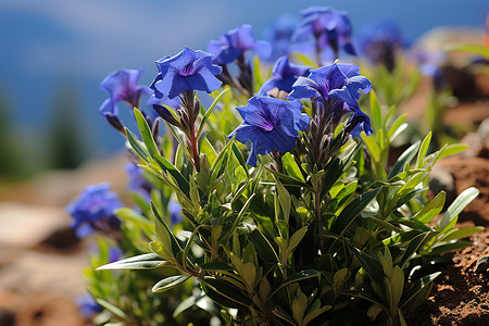 矢车菊花园绽放的蓝色花朵背景