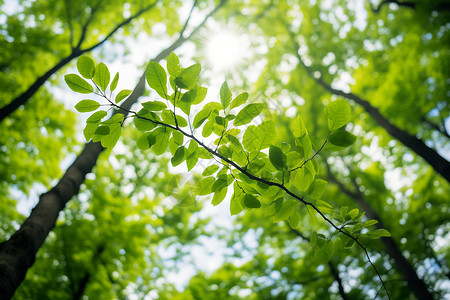 阳光透过树叶背景图片