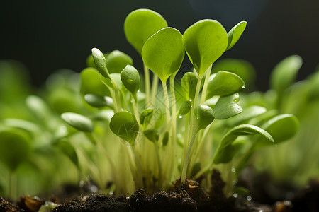 翠绿欲滴的植物高清图片