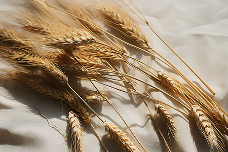 成熟的农业小麦背景图片