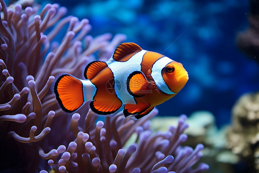 珊瑚礁里的小丑鱼图片