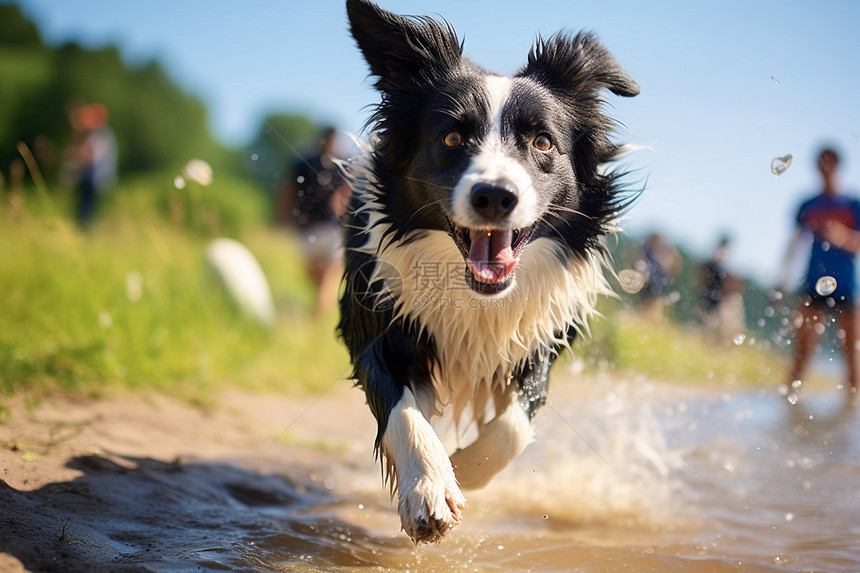 奔跑水坑的可爱小狗图片