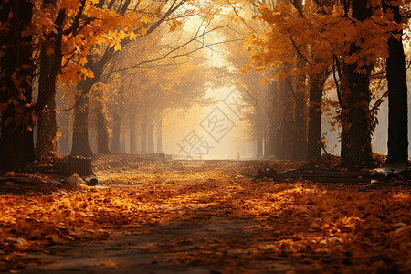 布满落叶的道路背景图片
