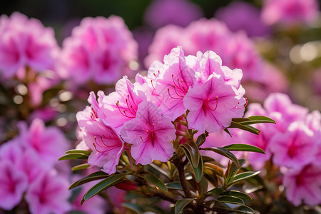 漂亮鲜花花海里的花枝背景