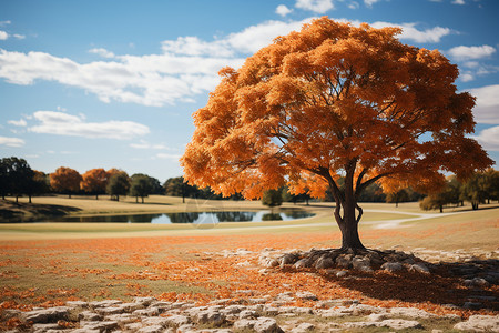 秋季公园金黄色的大树背景图片