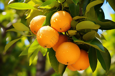 橙子熟了树枝上挂满了橙子背景