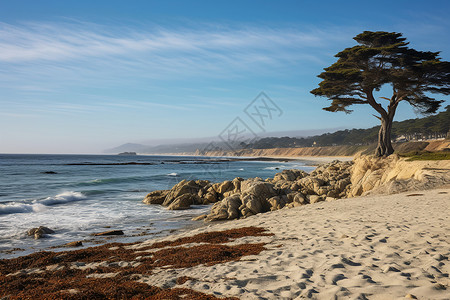 寂寥海岸上的孤树背景图片
