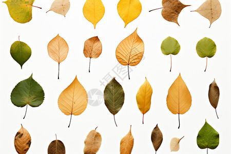 树叶贴图白色背景上的不同颜色叶子插画