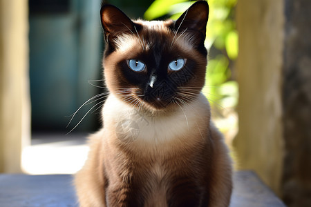 家养的宠物猫咪背景图片